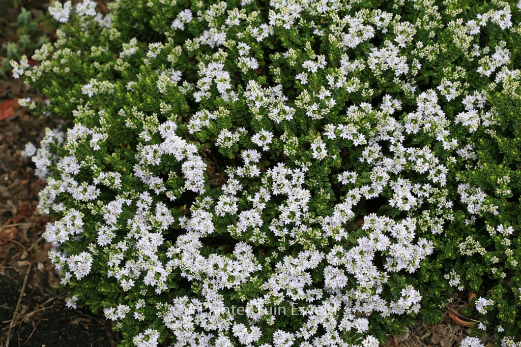 Hebe vernicosa