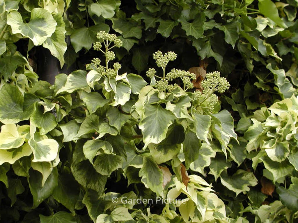Hedera algeriensis ‚Gloire de Marengo‘