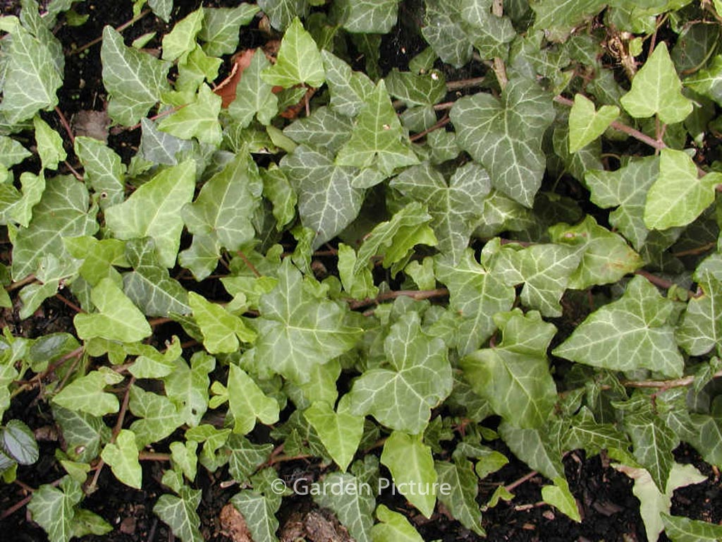 Hedera caucasigena ‚Tanja‘