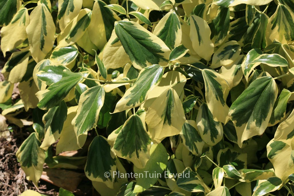 Hedera colchica ‚Dentata Variegata‘