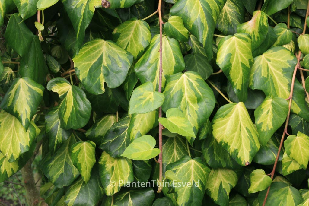 Hedera colchica ‚Sulphur Heart‘