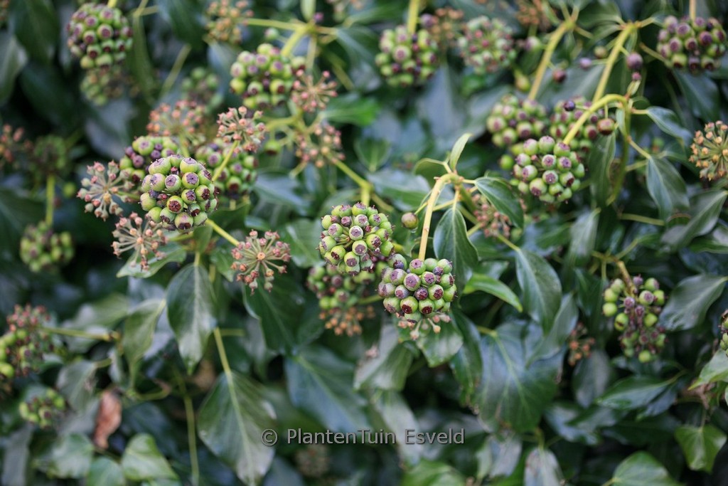Hedera helix ‚Arbori Gloss‘ (Arborescent Group)