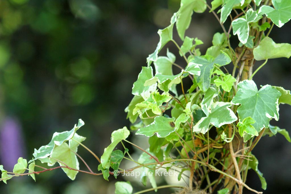 Hedera helix ‚Clotted Cream‘