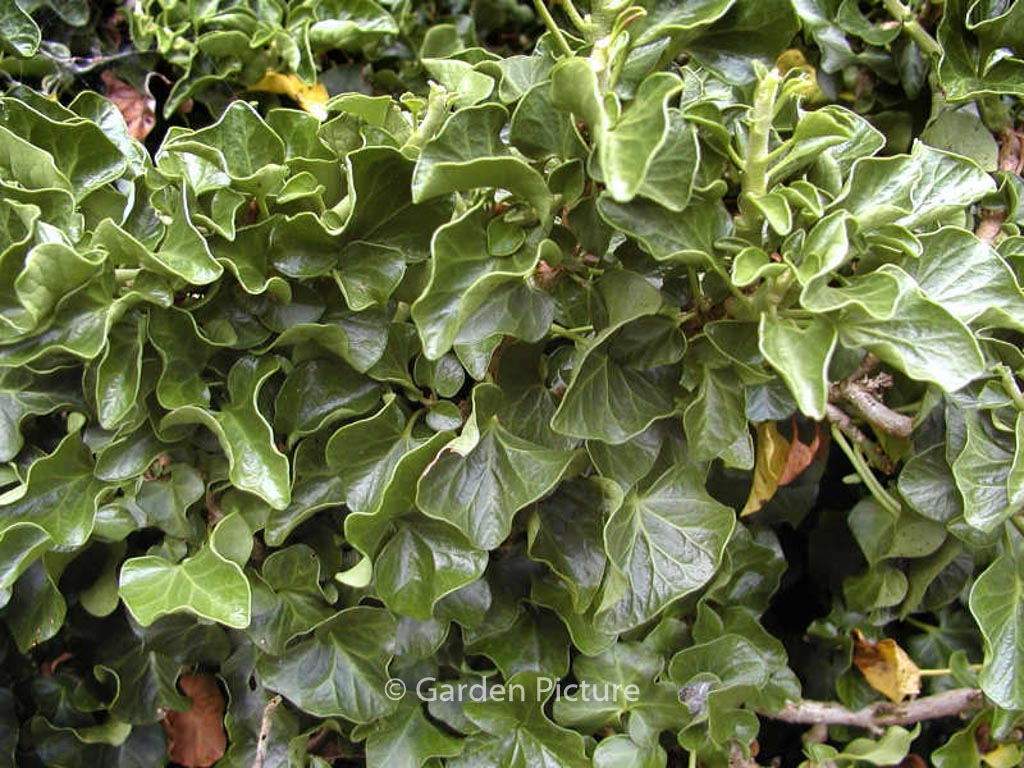 Hedera helix ‚Conglomerata‘