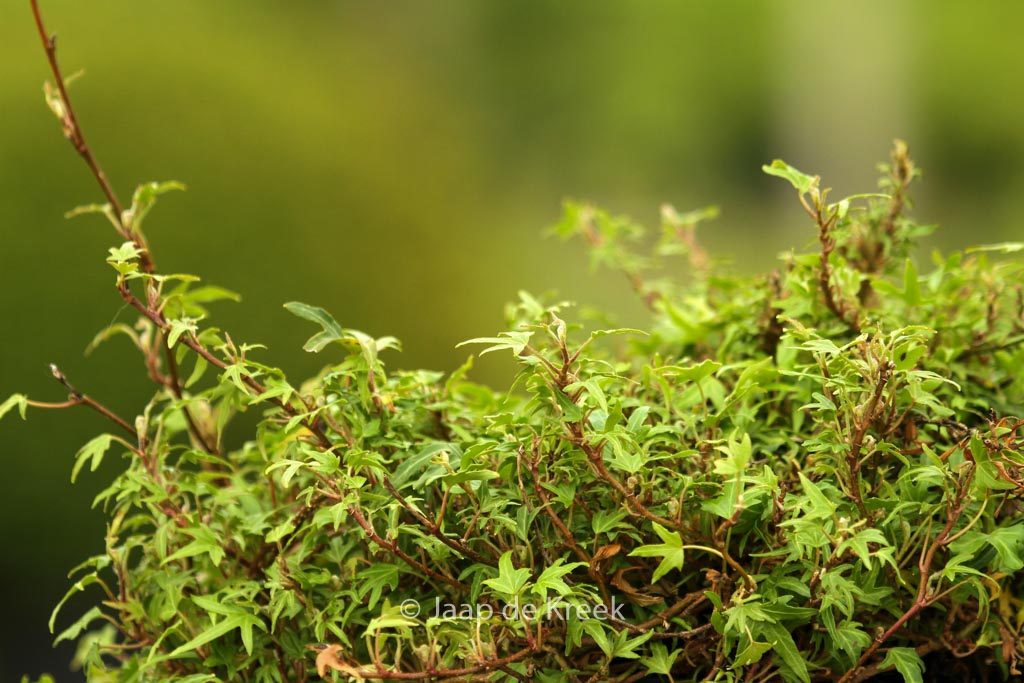 Hedera helix ‚Dyinni‘