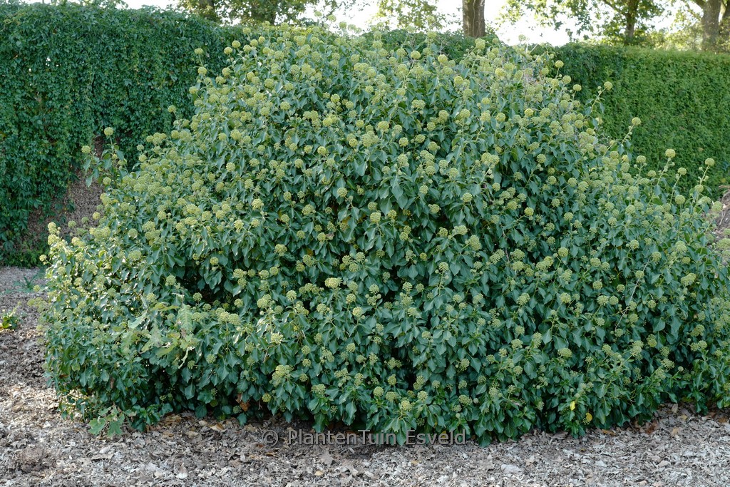 Hedera helix ‚Fryslan‘ (Arborescent Group)