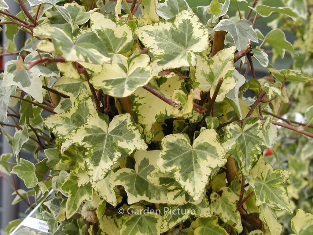 Hedera helix ‚Glacier‘