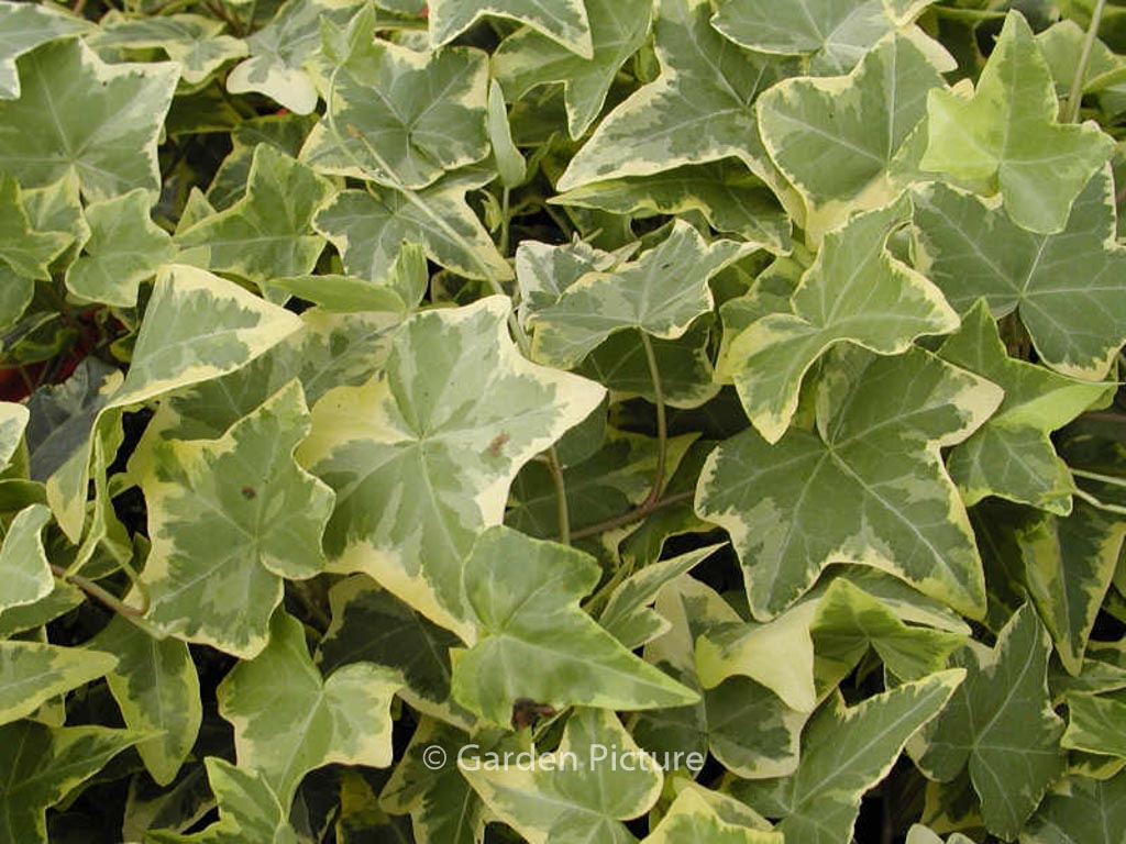 Hedera helix ‚Goldchild‘