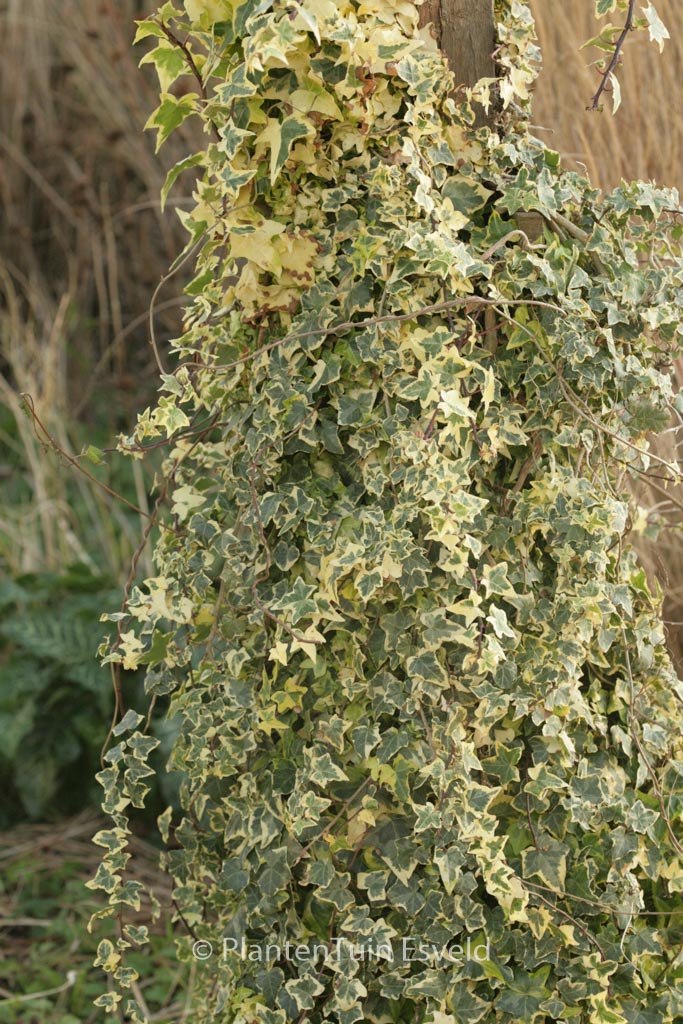 Hedera helix ‚Golden Kolibri‘