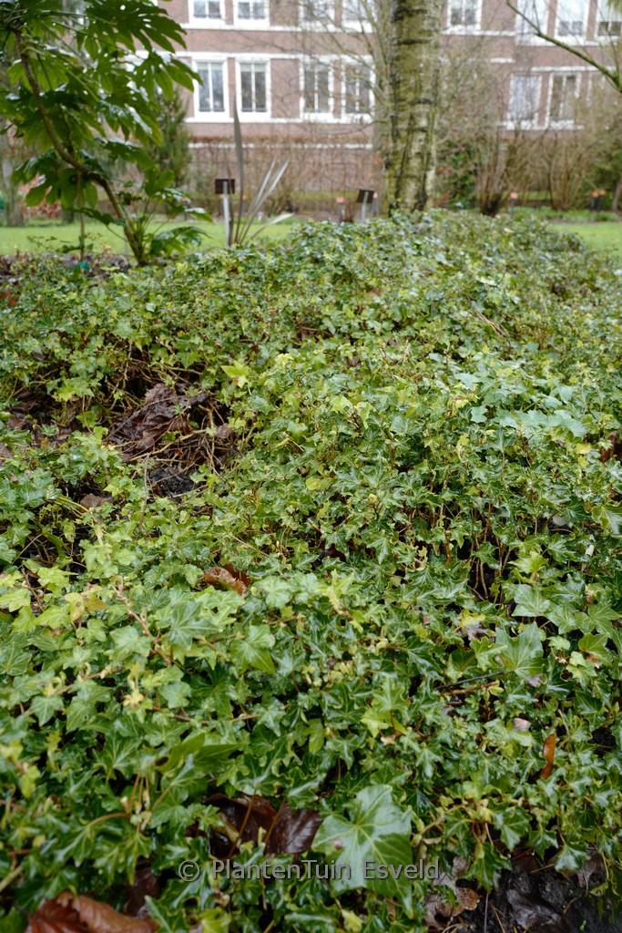 Hedera helix ‚Green Ripple‘