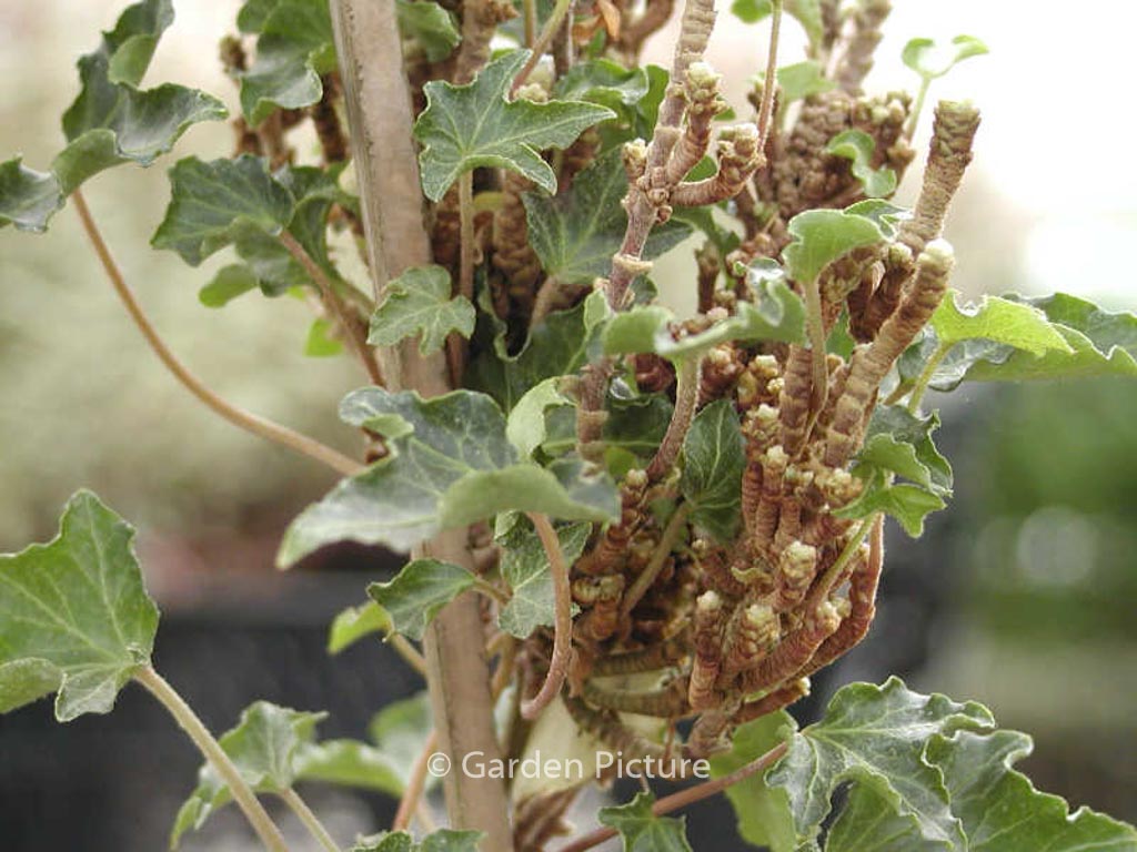 Hedera helix ‚Ivalace‘