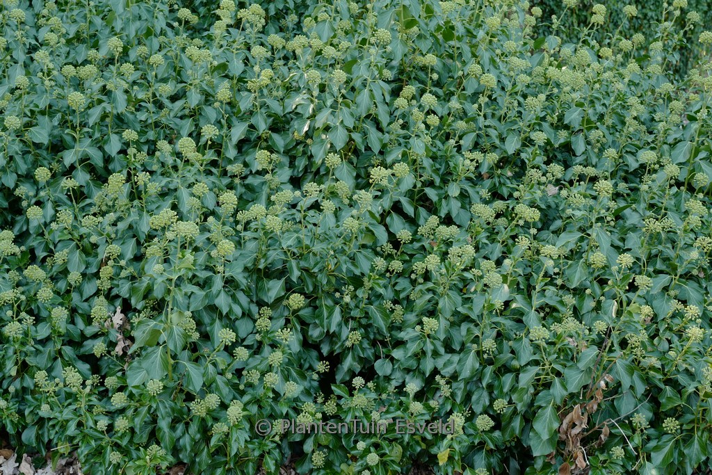 Hedera helix ‚Kejon‘ (Arborescent Group)
