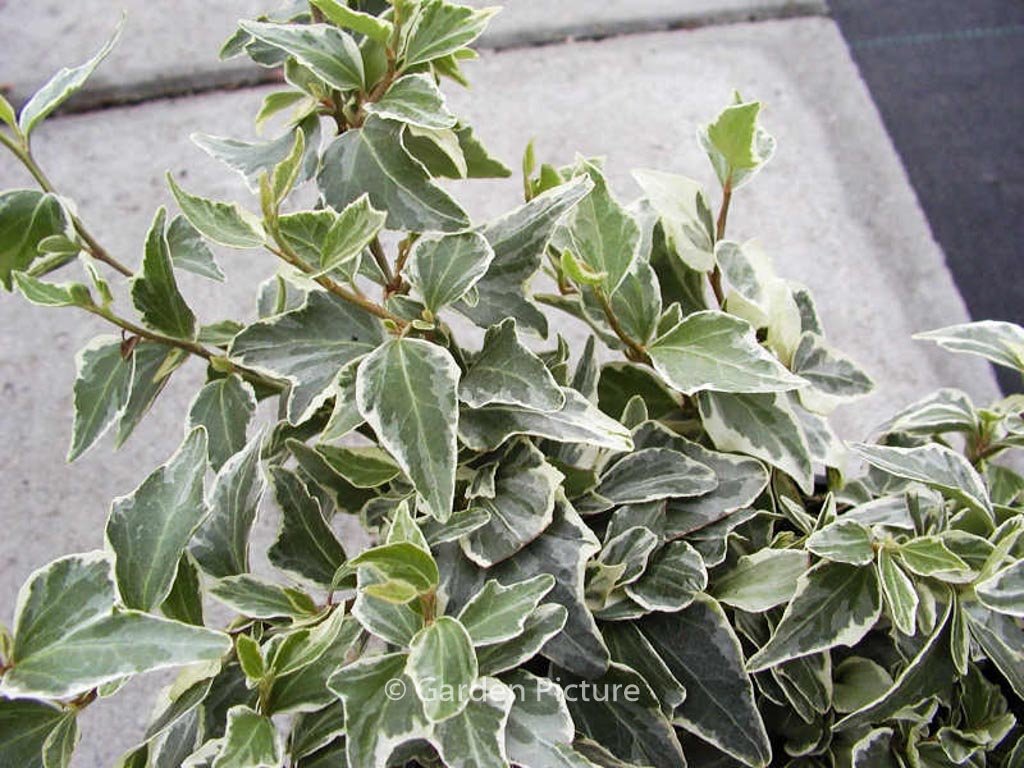 Hedera helix ‚Little Diamond‘
