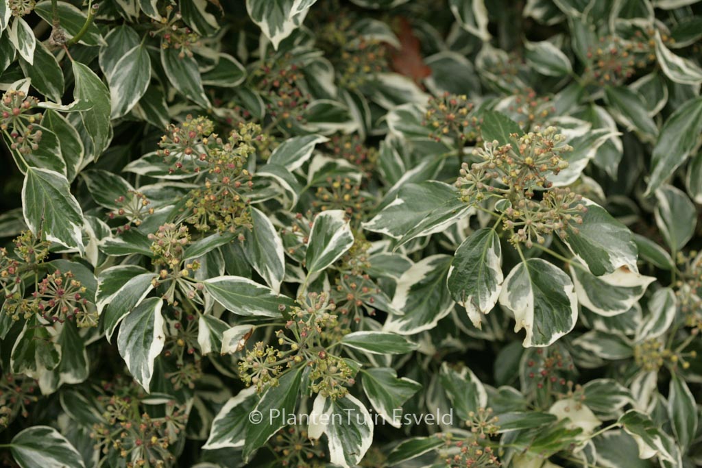 Hedera helix ‚Marginata Elegantissima‘