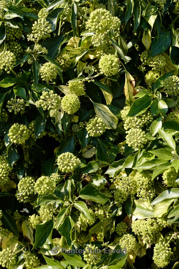 Hedera helix ‚Mary Eggins‘ (Arborescent Group)