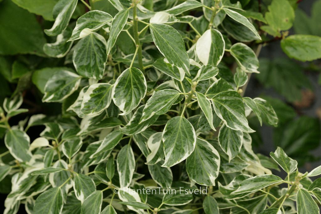 Hedera helix ‚Pink Ice‘