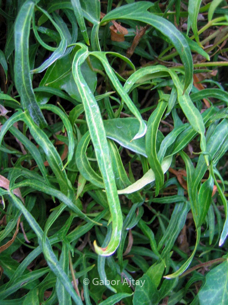 Hedera helix ‚Sagittifolia‘