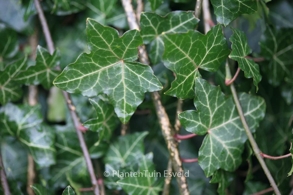 Hedera helix ‚Thorndale‘