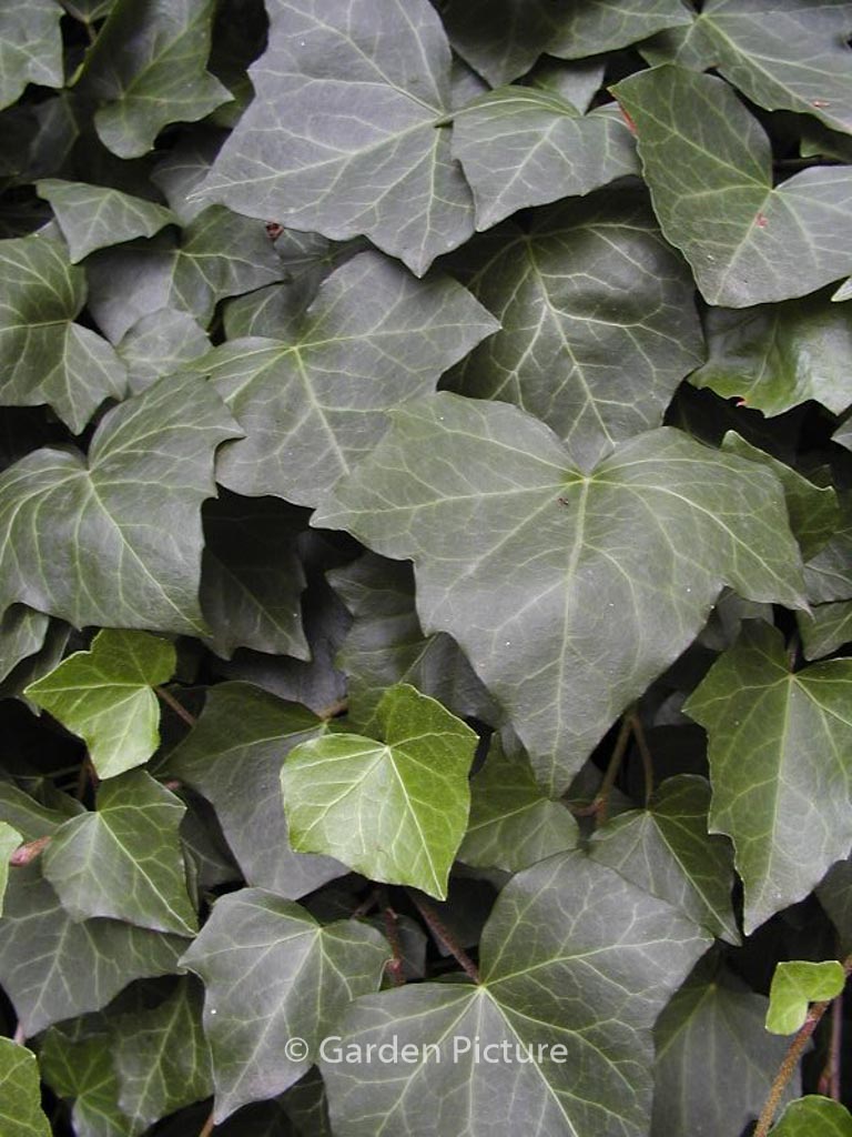 Hedera helix ‚Woerner‘
