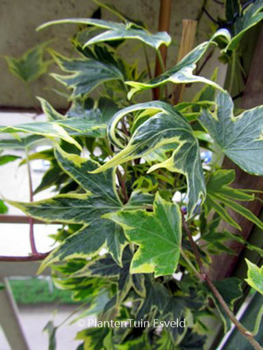 Hedera helix ‚Yellow Ripple‘