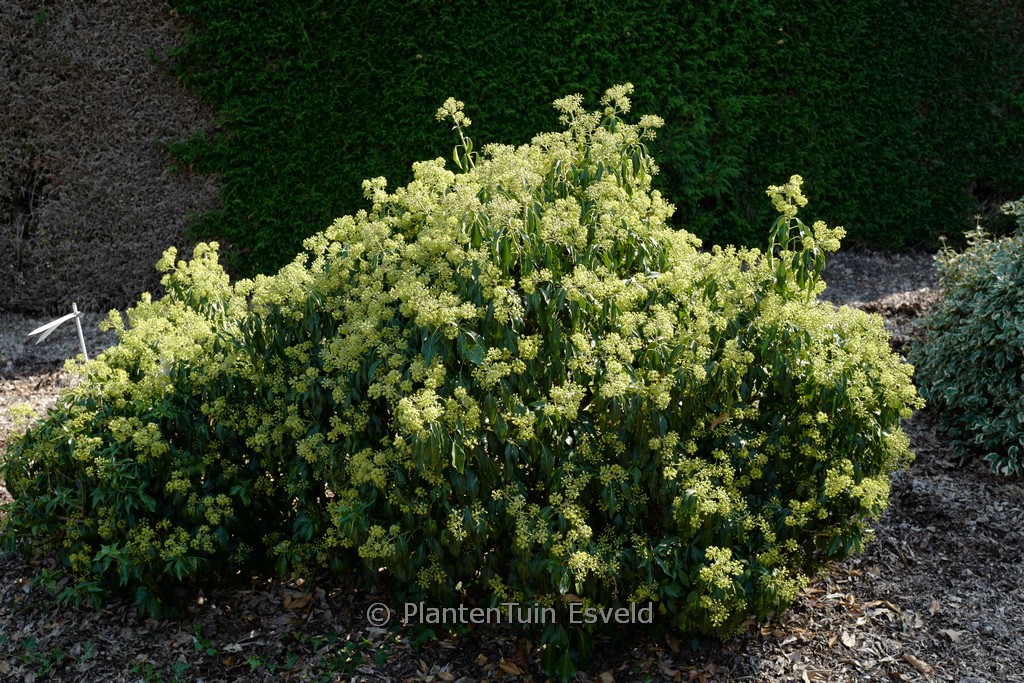 Hedera helix ‚Zorgvlied‘ (Arborescent Group)