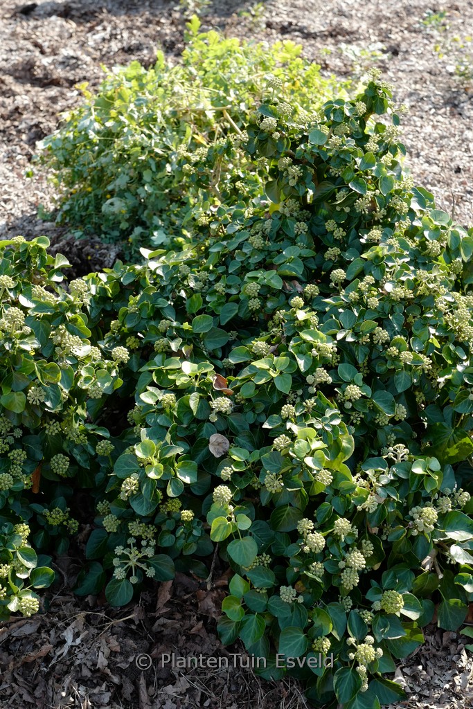 Hedera hibernica ‚Arbori Compact‘