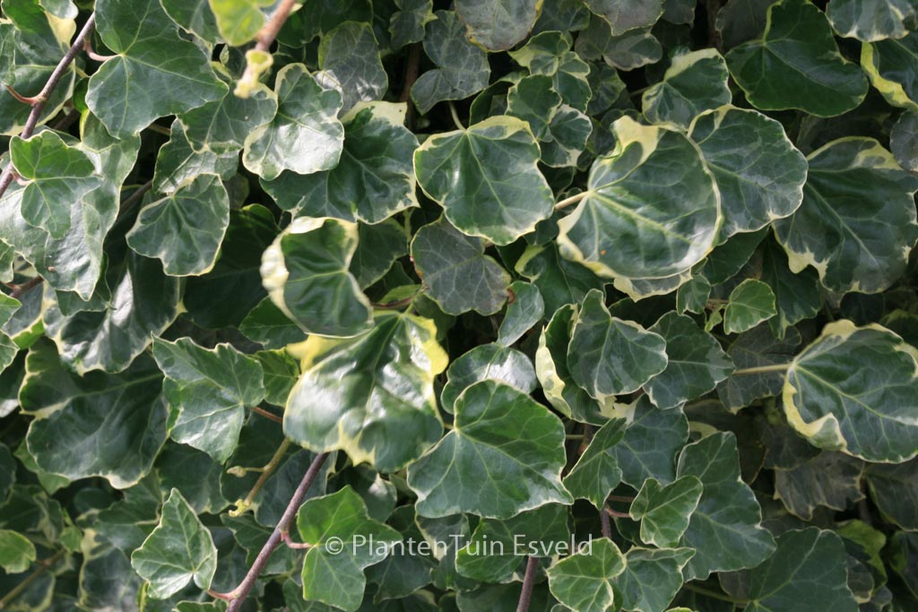 Hedera hibernica ‚Sulphurea‘