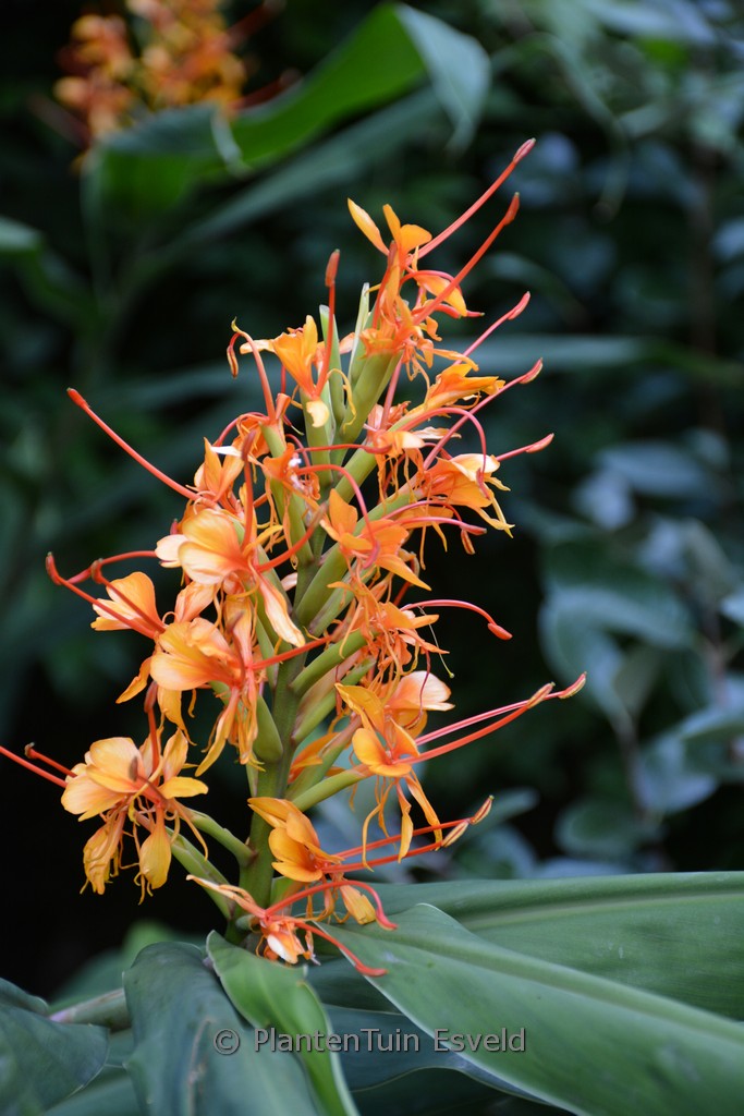 Hedychium ‚Tara‘