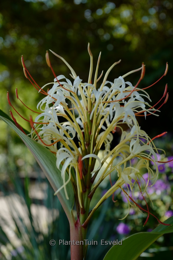 Hedychium ‚Trum Trom‘