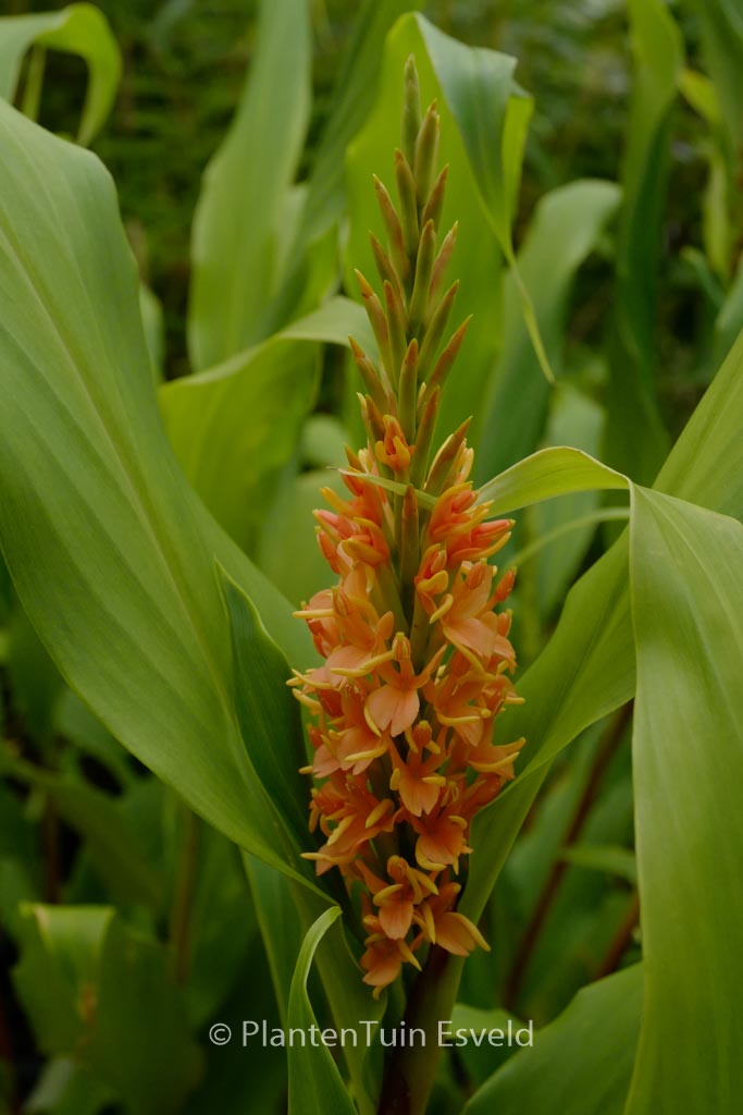 Hedychium densiflorum ‚Assam Orange‘