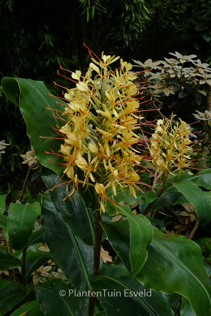 Hedychium gardnerianum