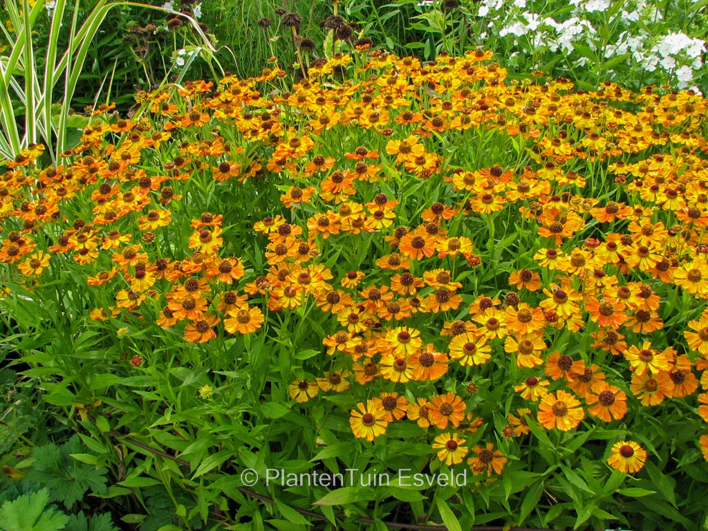 Helenium ‚Amber Dwarf‘