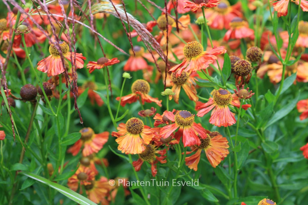 Helenium ‚Baudirektor Linne‘