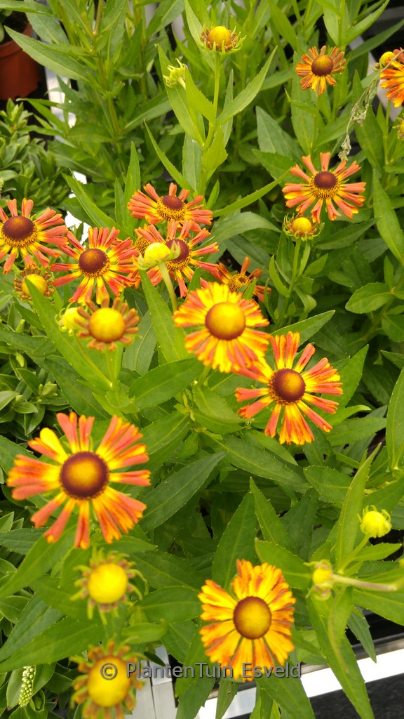 Helenium ‚Betty‘ (UFO)