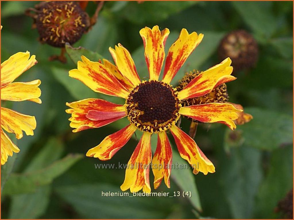 Helenium ‚Biedermeier‘
