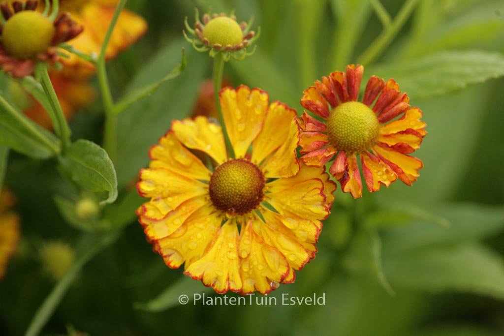 Helenium ‚Can Can‘