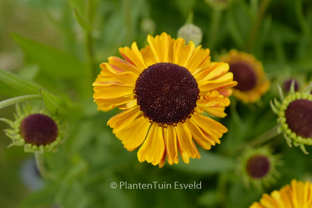 Helenium ‚Carmen‘ (UFO)