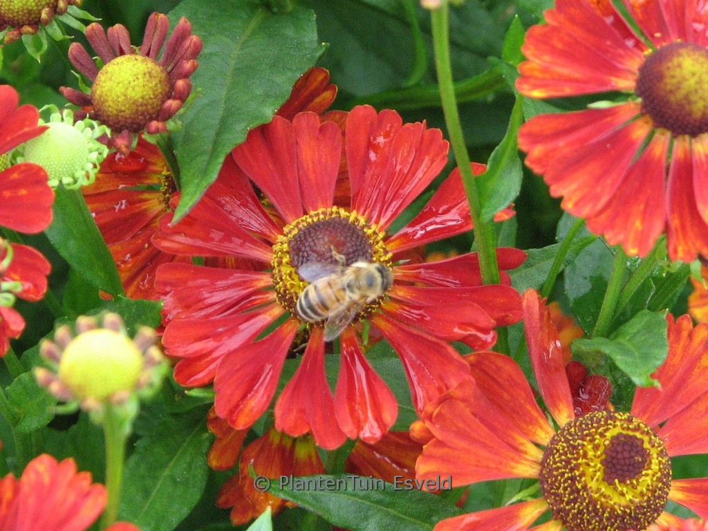 Helenium ‚Dunkle Pracht‘
