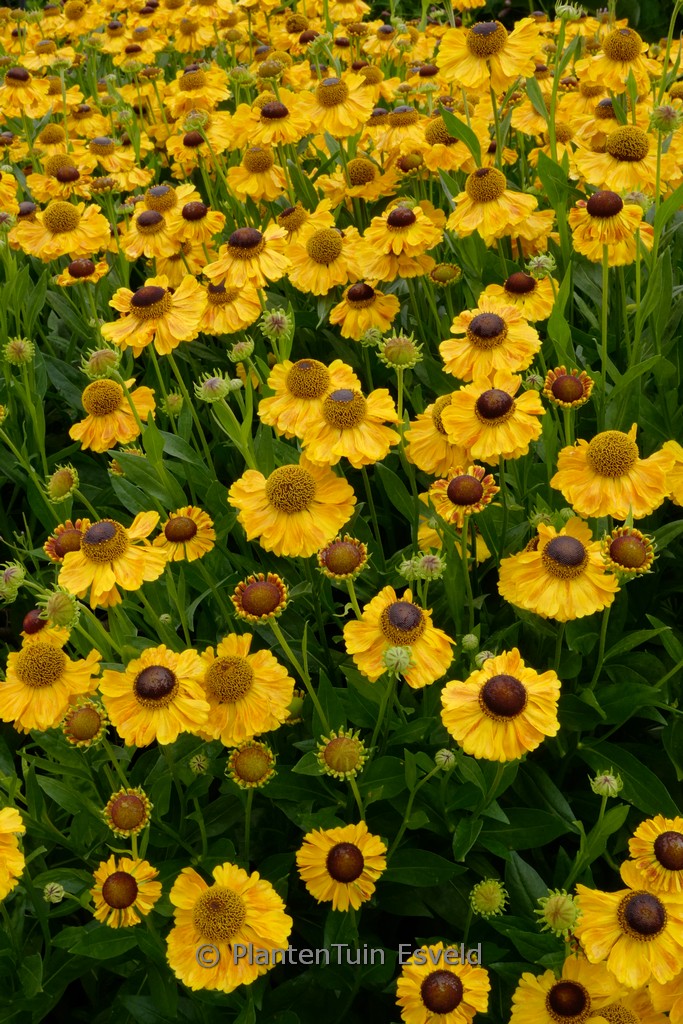 Helenium ‚El Dorado‘