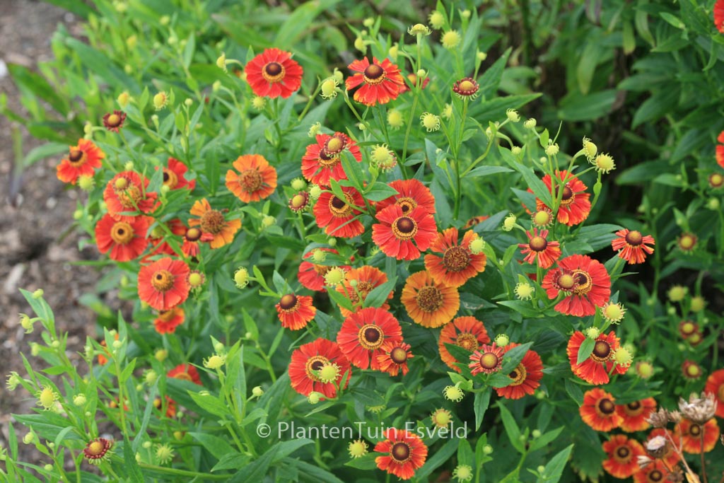 Helenium ‚Flammendes Kaethchen‘