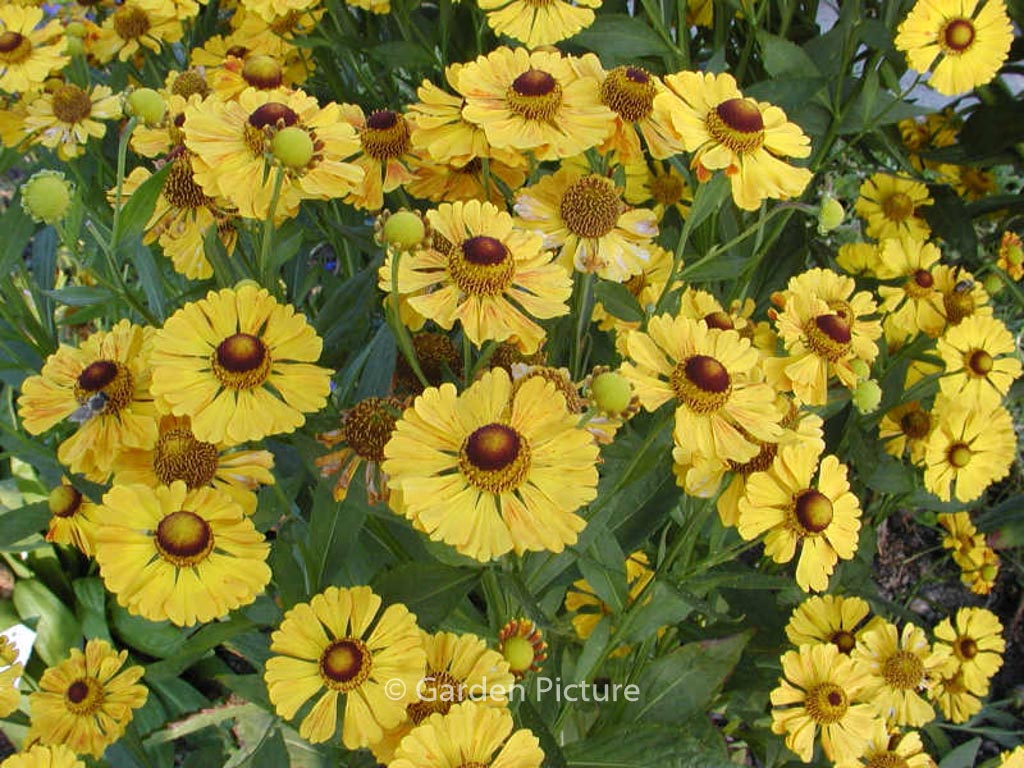 Helenium ‚Flammenrad‘