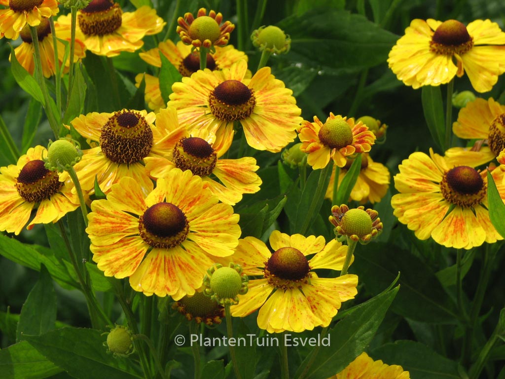 Helenium ‚Goldrausch‘