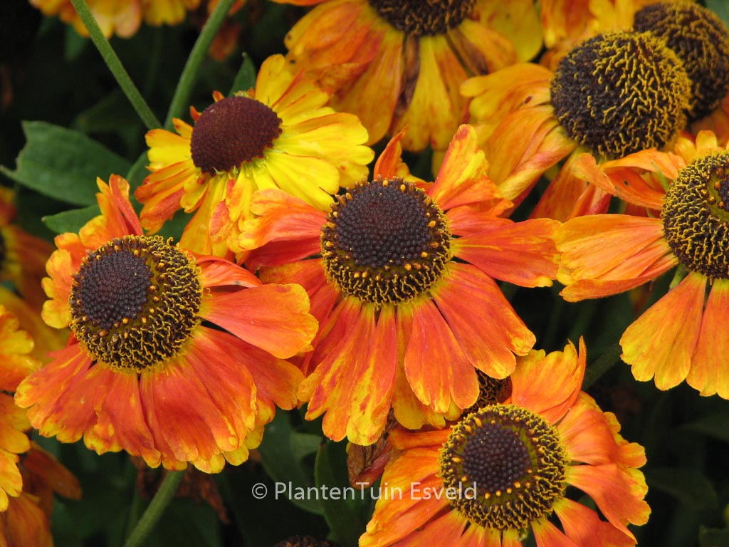 Helenium ‚Helbro‘ (MARDI GRAS)