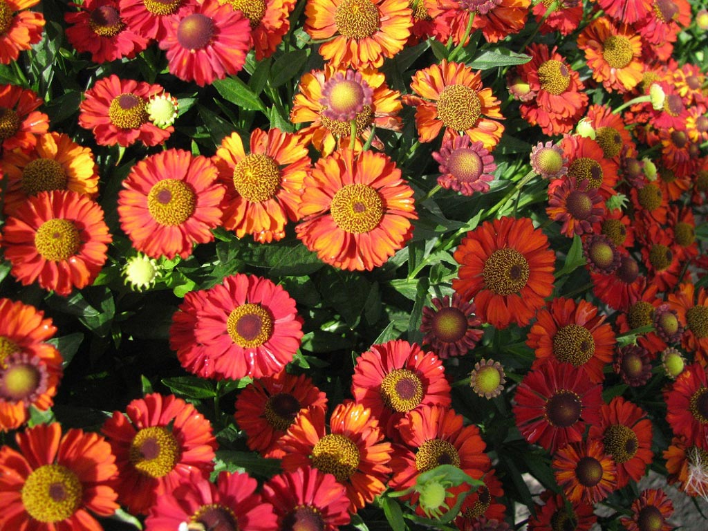 Helenium ‚Hot Lava‘