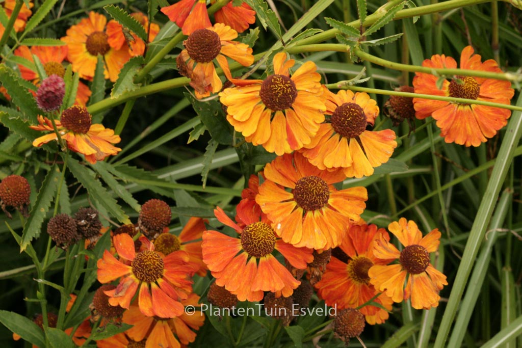 Helenium ‚Indianersommer‘