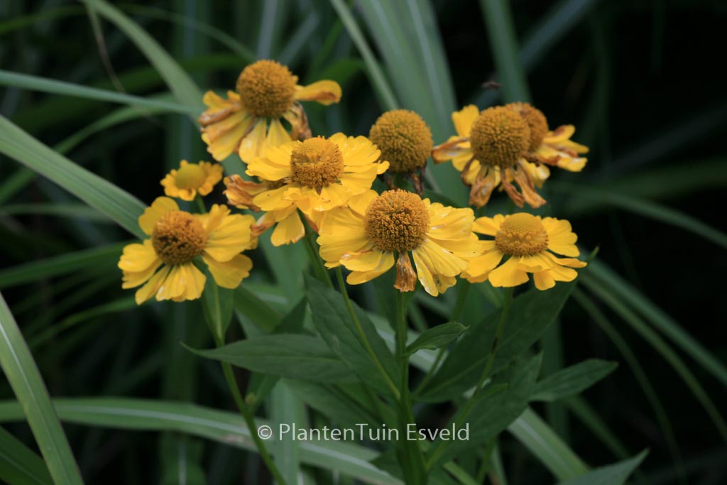 Helenium ‚Kanaria‘