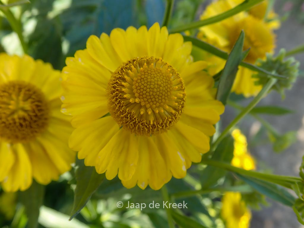 Helenium ‚Kugelsonne‘