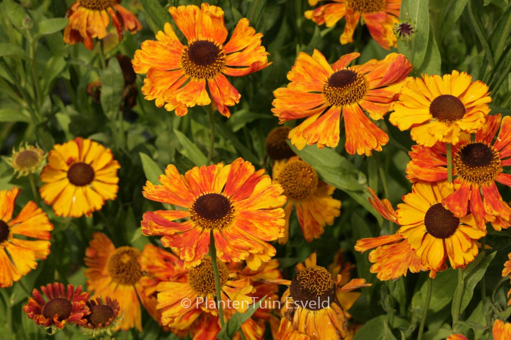 Helenium ‚Kupfersprudel‘
