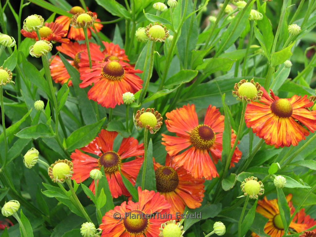 Helenium ‚Kupferziegel‘