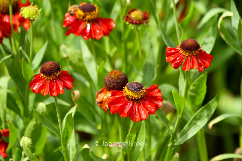 Helenium ‚Kupferzwerg‘